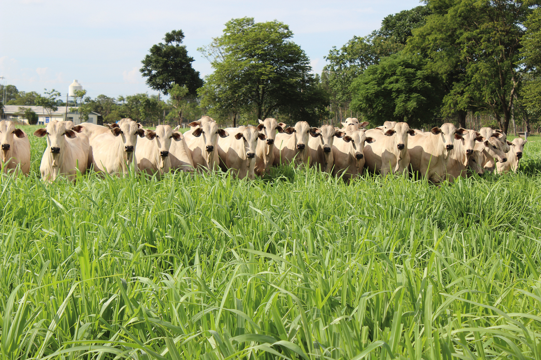 Capim Quênia (Panicum maximum), membre de la famille des panicoïdées, où l’apomixie par aposporie est très fréquente - © Rodrigo Alva